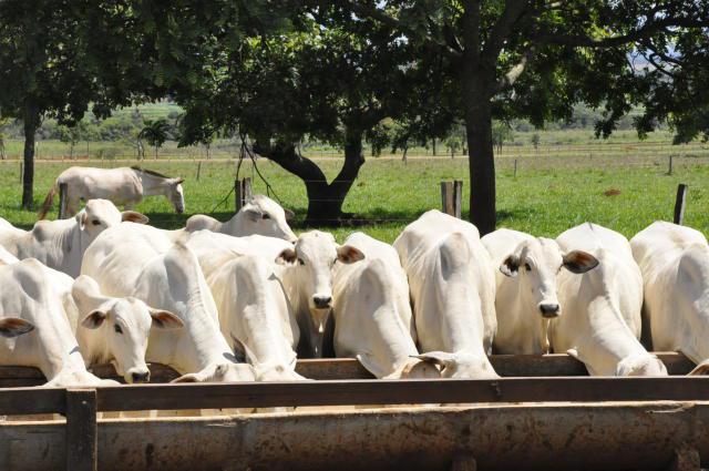 Boi: tendência é de acomodação nos preços da arroba no curto prazo